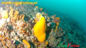 Foto subaquea Aplidium